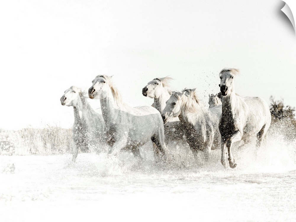Action photograph of white horses running through water with a blown out white background.