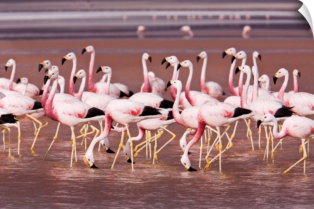 As in the soda lakes of East Africa, Andean flamingoes feeding in the salt lakes of the Altiplano turn pink from eating br...