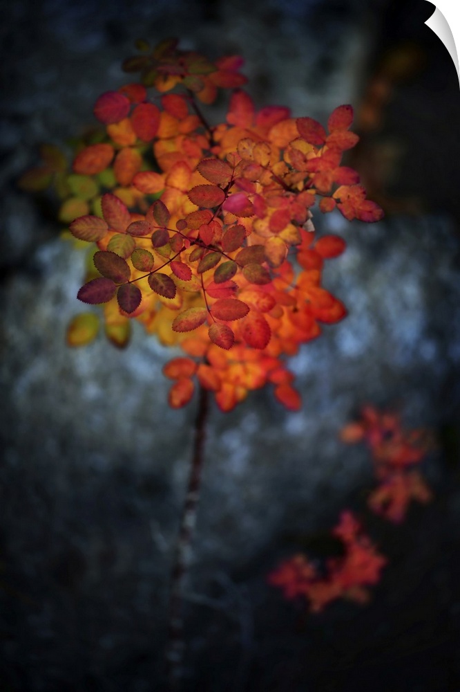 I found this small rose bush one evening in October by a lake in British Columbia, Canada. The leaves had turned orange, b...