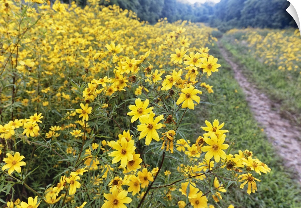 A dirt path next to a bed of bright yellow flowers.