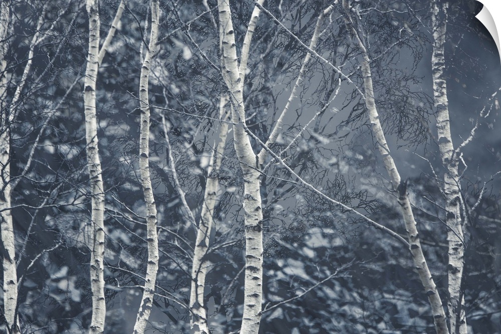 Photograph of birch trees in the woods during a Winter snowfall with a cold blue tone.