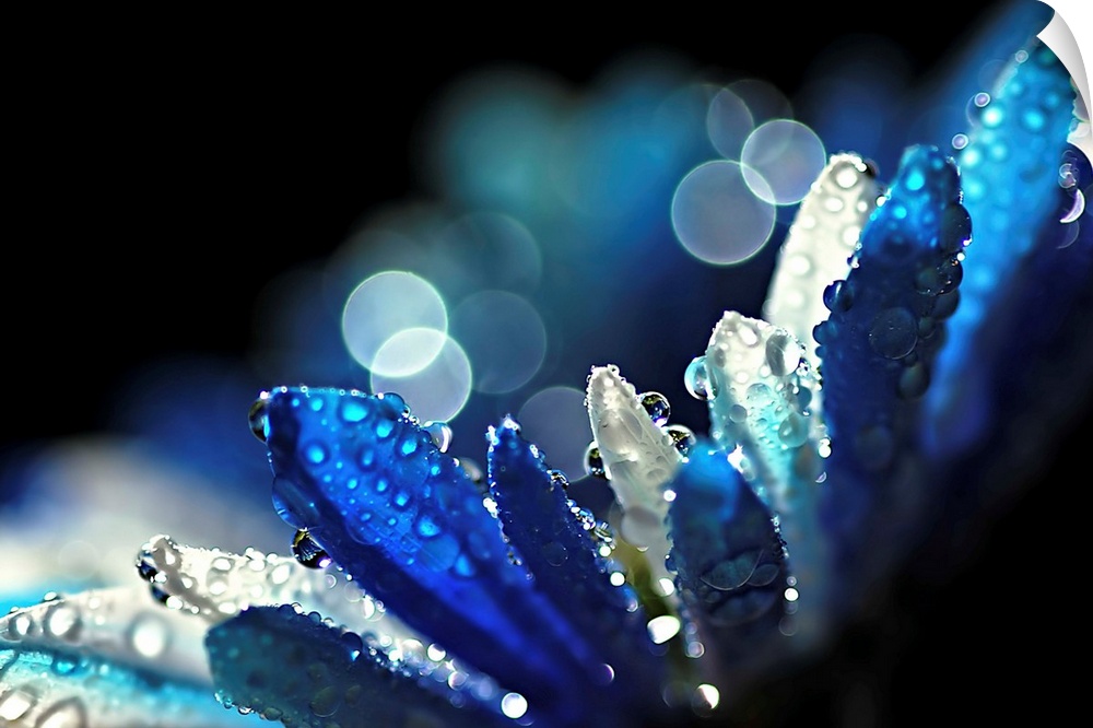 Artistic photograph of a close-up of a wet flower petals.