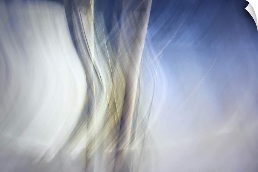 Abstract image of a group of birches by Lower Arrow lake in British Columbia, Canada, giving the impression of trees danci...