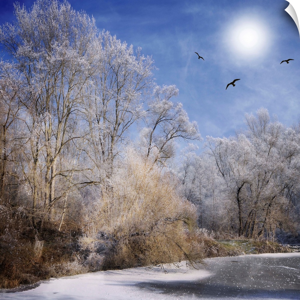 Frozen forest with birds and the sun