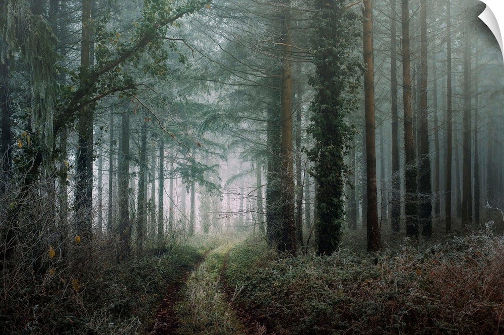 Photograph of a path winding through a cold, winter forest with cool tones.