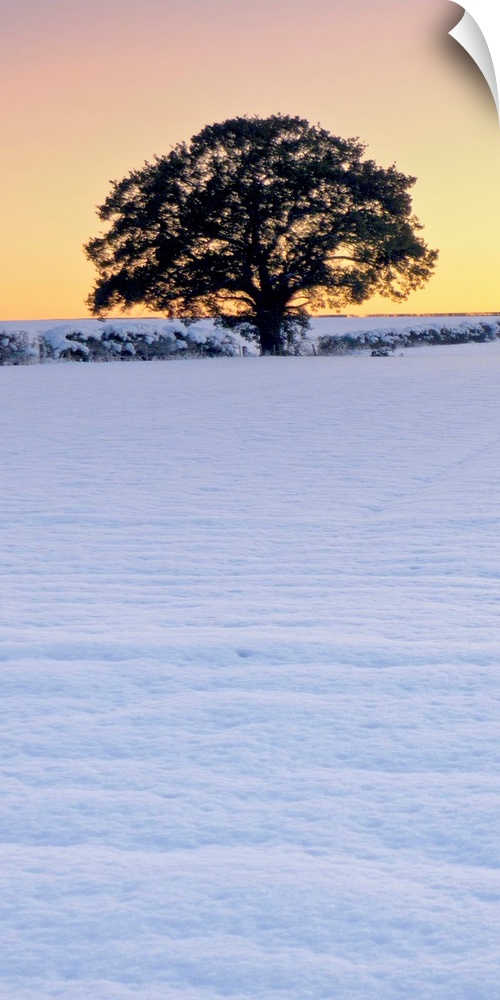 A vertical panorama of a winter leafless tree against a golden yellow gold sky in snow.