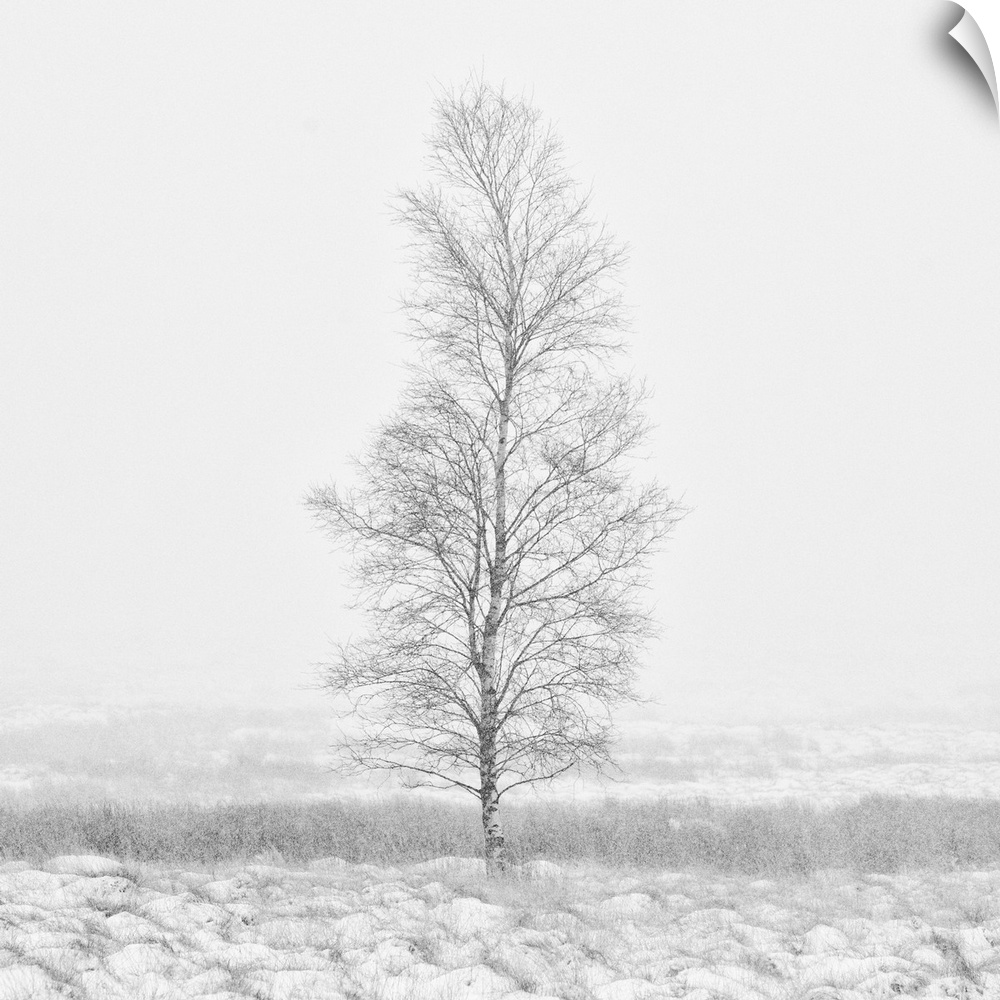 A calm snow filled landscape with a single bare tree tree.