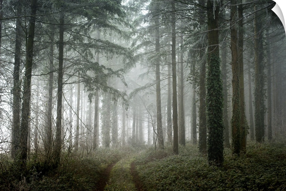 Photograph of a path winding through a cool toned, winter forest with translucent, white fog.