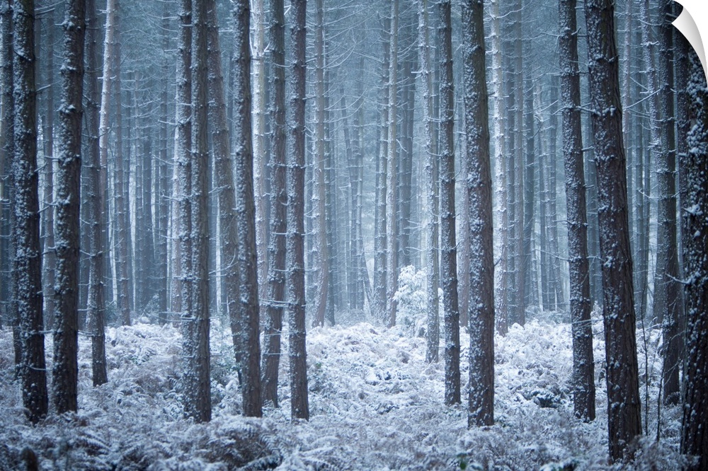 A cool contemporary melancholy woodland in hoar frost and snow in blue and grey tones.