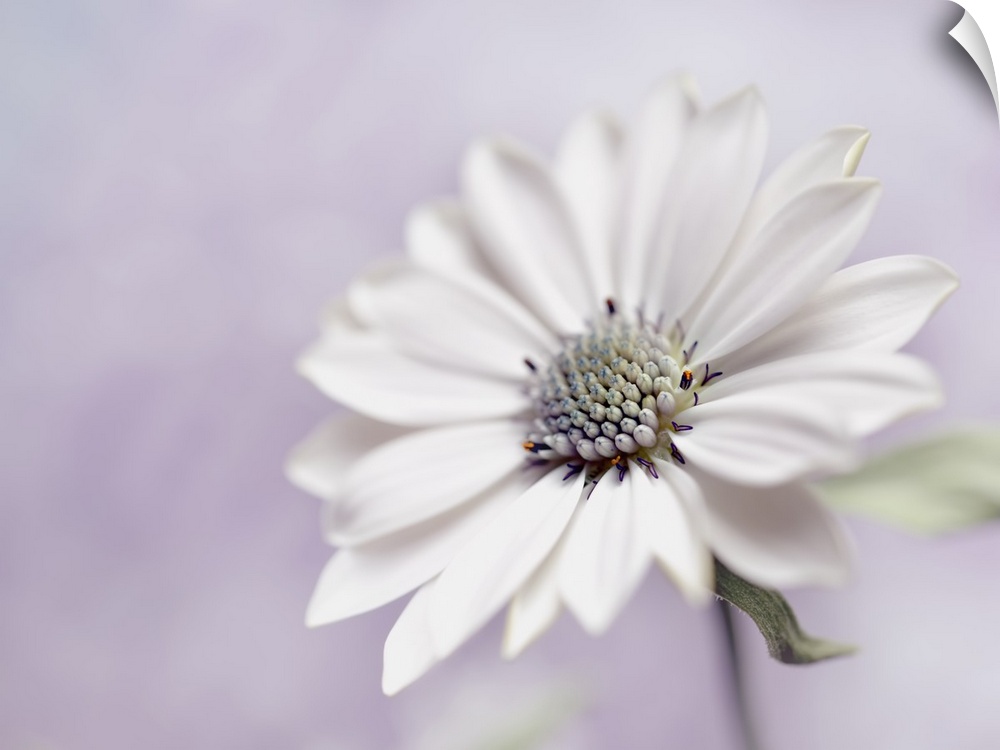 A large white flower on a pastel lavender background.