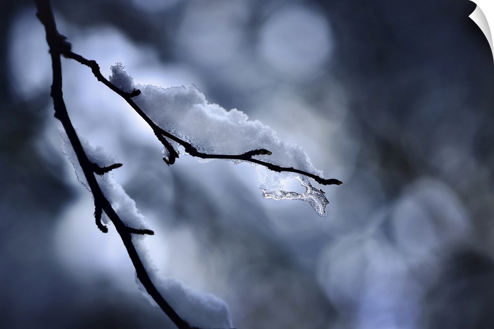 Photo of a small branch with a bit of snow on it. The branch is silhouetted against the sun shining through the forest. Th...