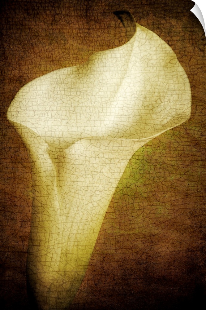A vintage cream Calla Lily flower close-up.