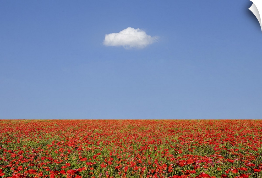 A large field of poppies and a cloud above. In Tuscany in the spring it is possible to admire these fields of poppies.