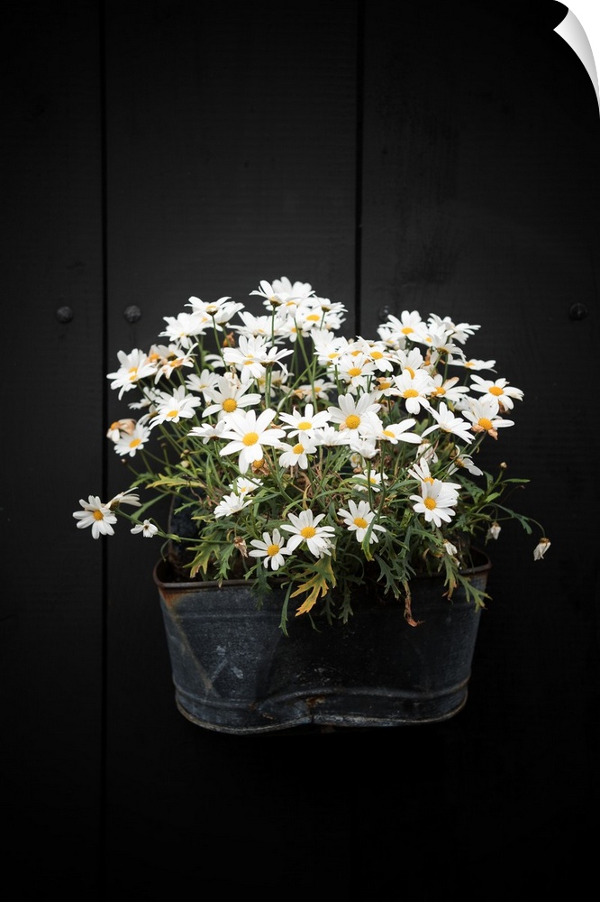 A planter on the side of a black wall holding several white flowers.