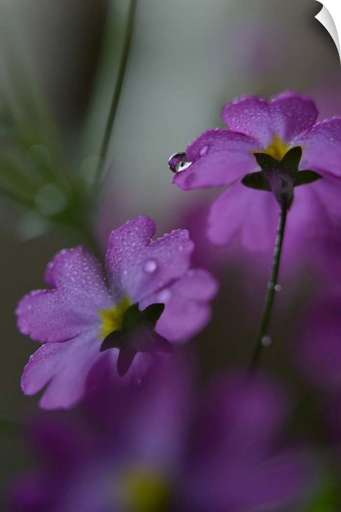 Closeup photograph of the backs of two purple flowers covered in water droplets with a shallow depth of field.