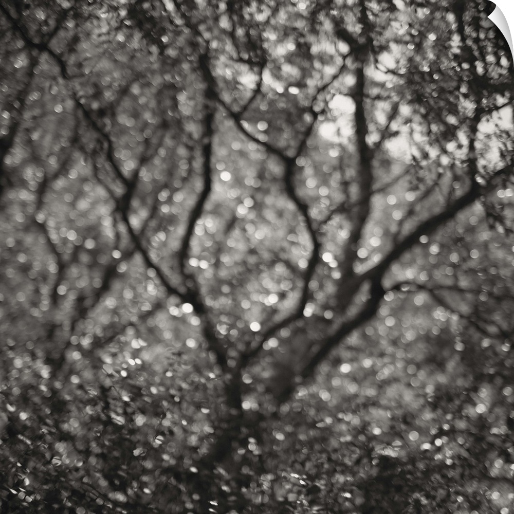 A monochrome black and white sepia toned impressionistic soft focus blurred image of trees in a woodland.
