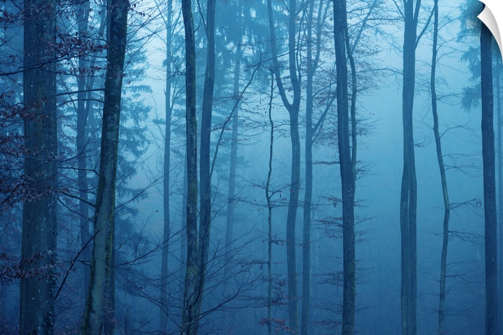 Blue mood in a forest with fog