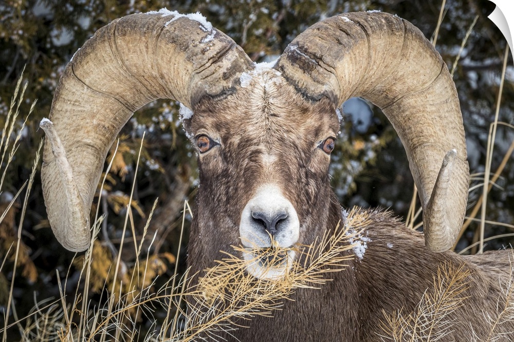 USA, Wyoming, Yellowstone National Park, bighorn sheep (Ovis canadensis)