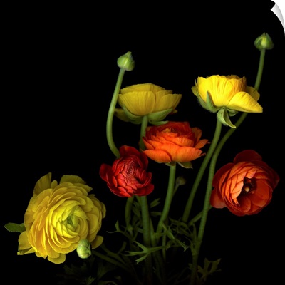 Yellow and red ranunculus