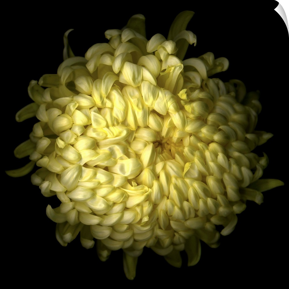 Yellow Chrysanthemum I