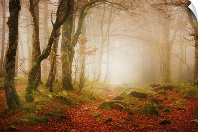 Yellow Forest Mist