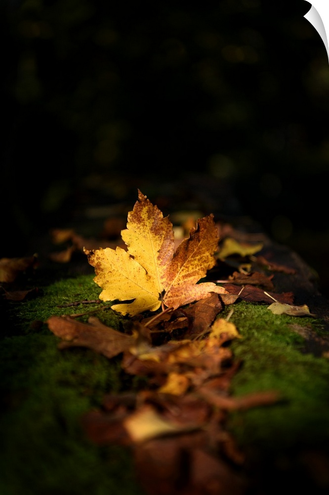 A golden leaf on the ground among moss appearing to glow in the dark.