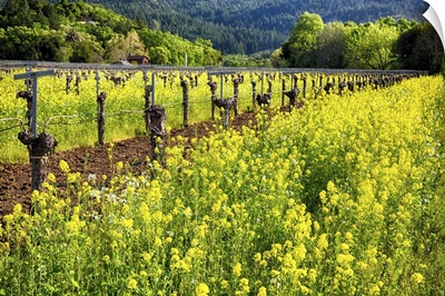 Yellow Mustard and Grapevines