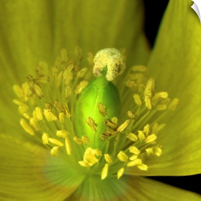 Yellow poppy close-up