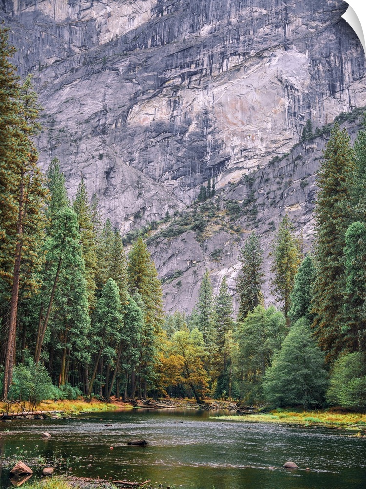 The beautiful Merced River flowing in Yosemite National Park framed by converging fall and evergreen trees with a backdrop...