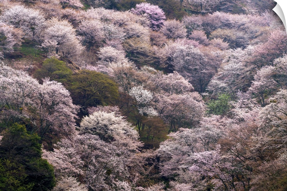 Fine art photograph of blossoming pink cherry trees in Yoshino, Japan.