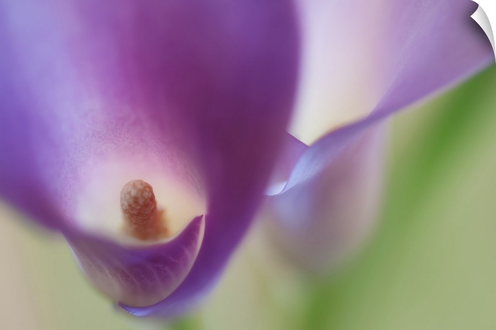 A macro photograph of a purple flower looking inside the center.