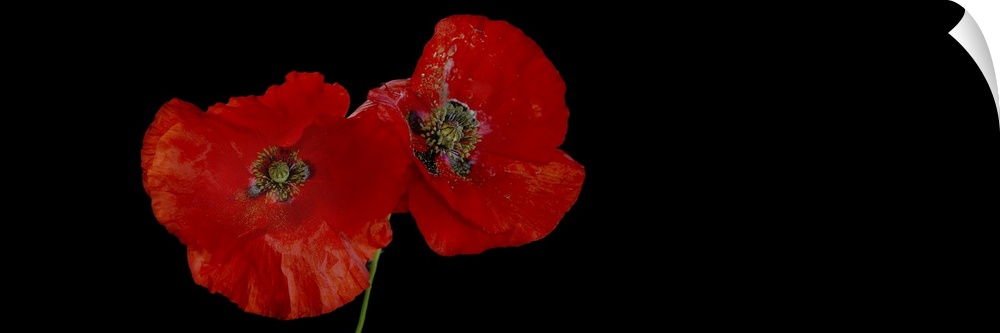 Two poppies on a black background.
