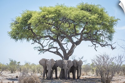 Young Elephants Under A Shady Tree