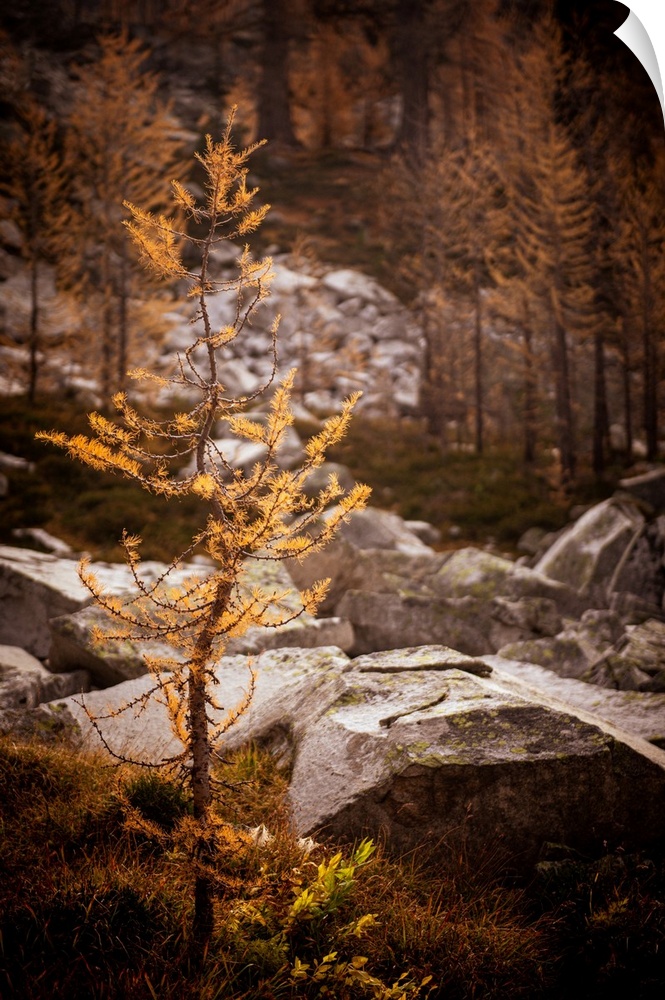 Close-up of a young alpine larch, in the mountains of British Columbia, Canada. There are large rocks, dry grasses, and mo...