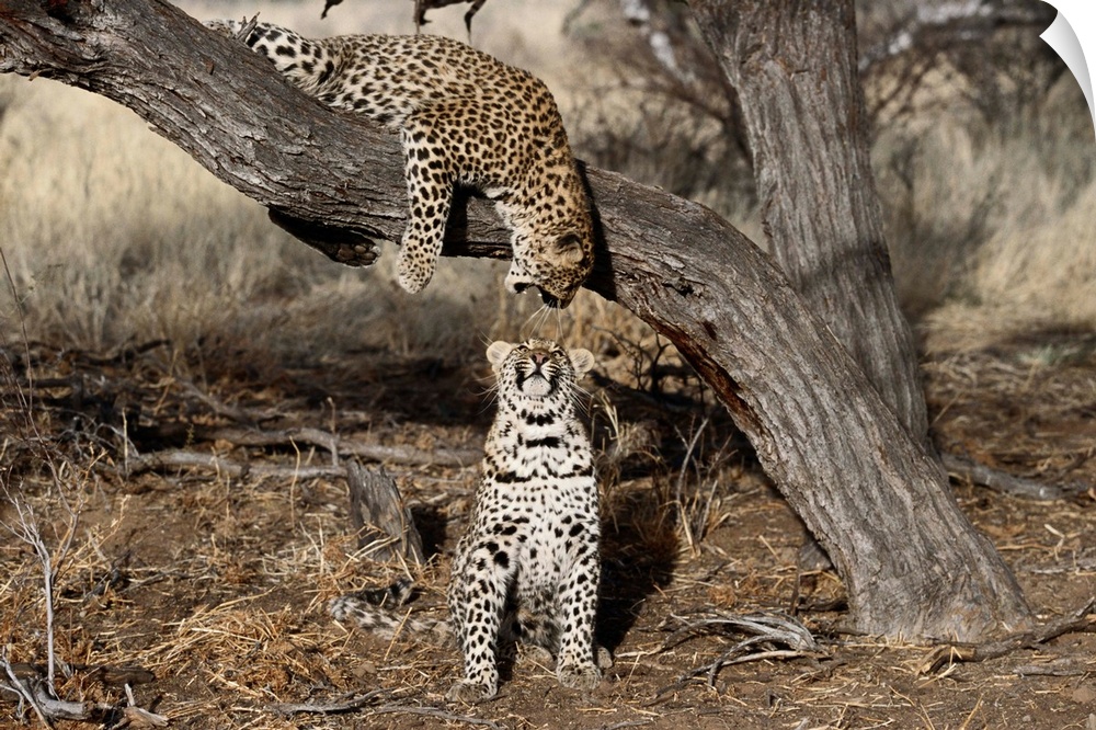 Leopard, Sabi Sands Game Reserve, South Africa