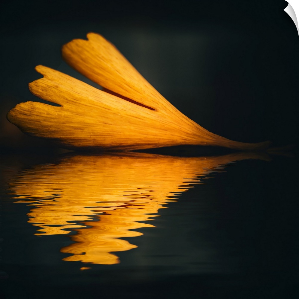 Ginkgo leaf reflects in water