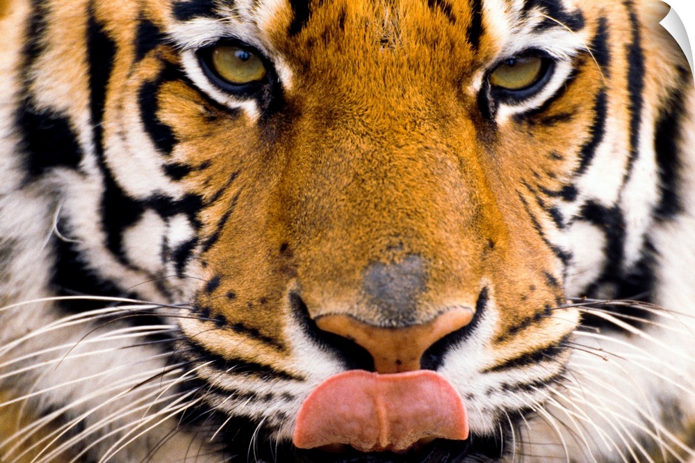 The largest of the big cats, a tiger licks its chops in this close up photograph of its face.