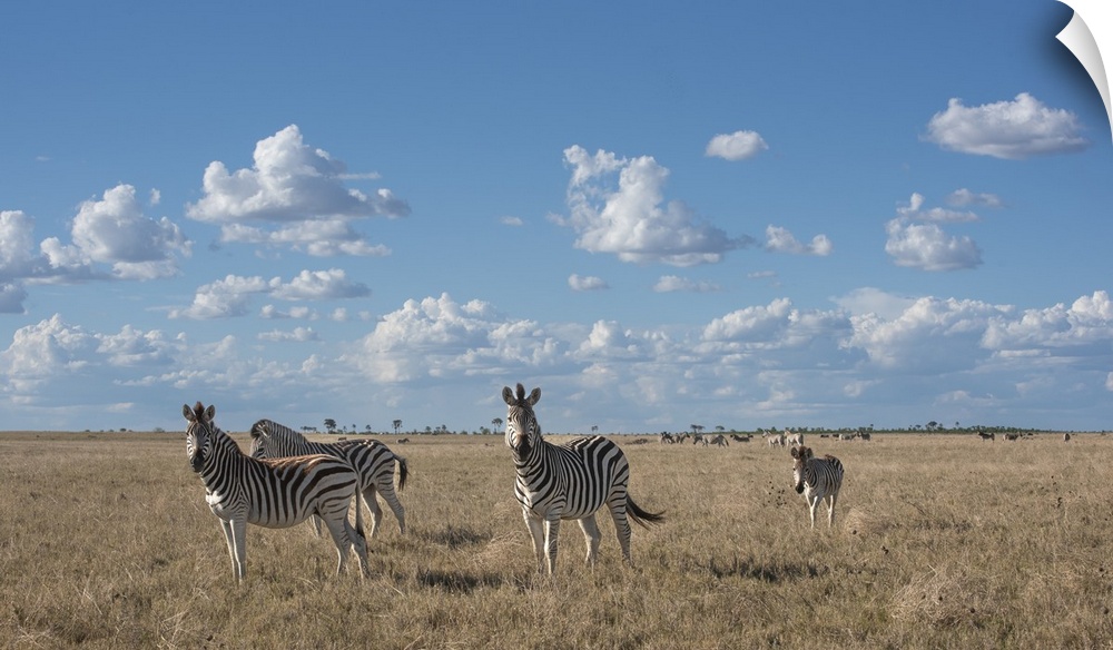 Herds of zebra stretch to the horizon out in the Makgadikgadi Pans.