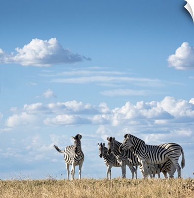 Zebra In The Grasslands