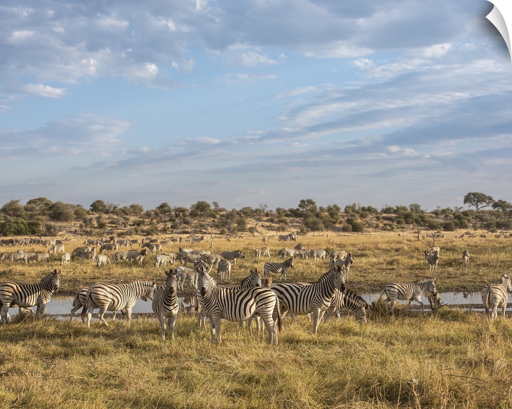 Part of one of the largest migrations of mammals in the world. Zebra arrive at the Boteti river in Botswana.