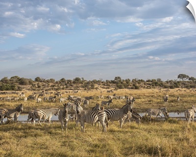 Zebra Migration In Botswana