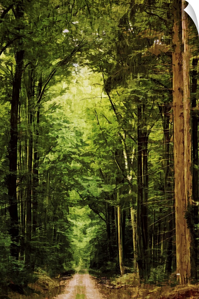 Fine art photo of a path through a forest of very tall trees.
