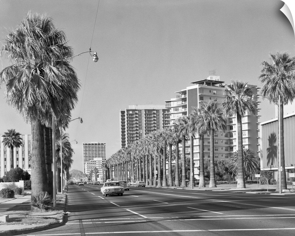 1960's Rows Of Palm Trees Central Avenue Phoenix Az USA.