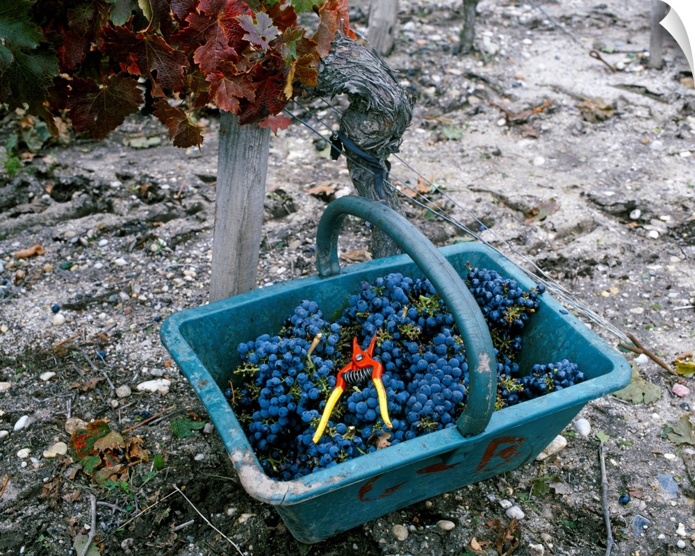 Grapes in basket in vineyard