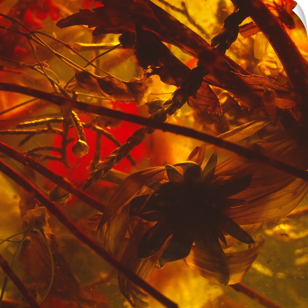 Abstract floral photography of dried out flowers and leaves in a shadowy setting.