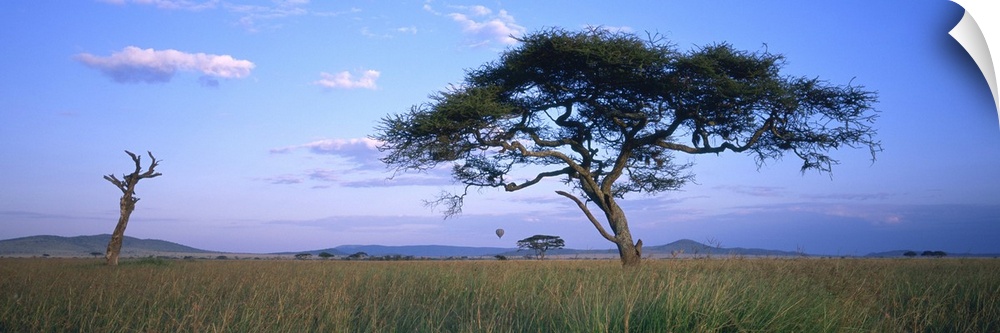 Acacia tree in a field, Serengeti National Park, Tanzania