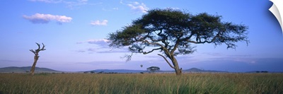Acacia tree in a field, Serengeti National Park, Tanzania