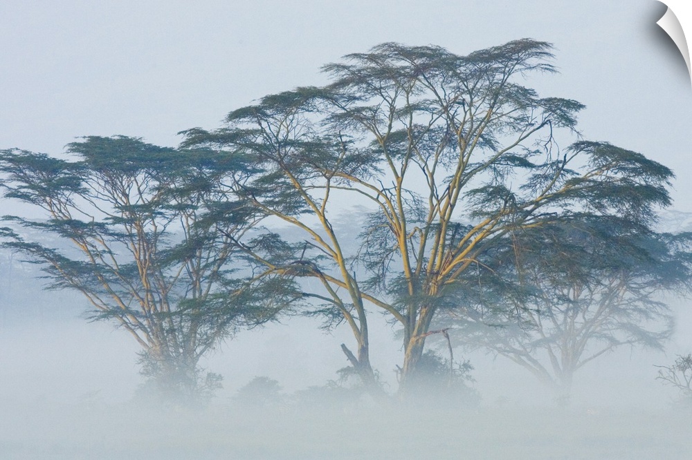 Canvas photo art of African trees popping out of the early morning fog.