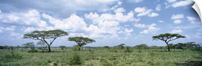 Acacia Trees Lake Ndutu Tanzania Africa