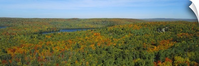 Aerial view of a forest, Minnesota